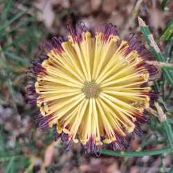 spinulosa